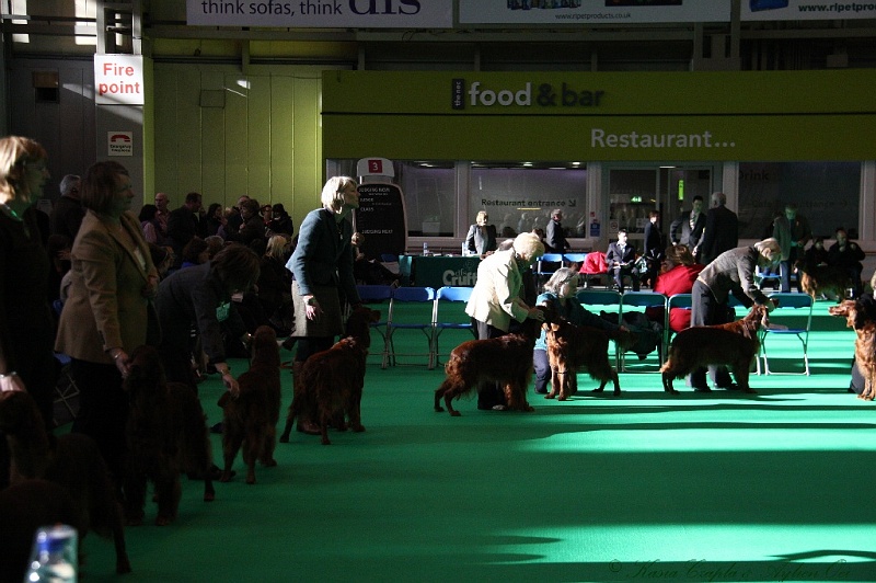 Crufts2011 021.jpg